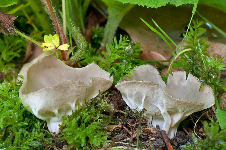 Helvella costifera Chřapáč kosťovitý žebernatý Grauweiße Becherlorchel