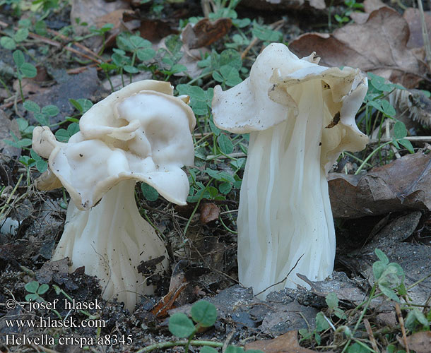 Helvella crispa White Saddle Kruset foldhat valkomörsky Helvelle Crépue Witte kluifzwam Fodros papsapkagomba Herbstlorchel piestrzyca kędzierzawa Chriapač kučeravý Chřapáč kadeřavý Vit hattmurkla Lys høstmorkel  Лопастник курчавый гельвелла курчавая Лягушка травяная ノボリリュウタケ ノボリリュウ