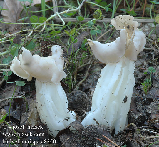 Helvella crispa Helvelle Crépue Witte kluifzwam Fodros papsapkagomba Herbstlorchel Piestrzyca kędzierzawa Chriapač kučeravý Chřapáč kadeřavý Vit hattmurkla Lys høstmorkel  Лопастник курчавый гельвелла курчавая Лягушка травяная ノボリリュウタケ ノボリリュウ White Saddle Kruset foldhat valkomörsky