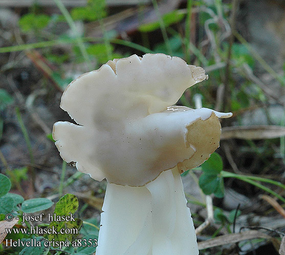 Helvella crispa a8353