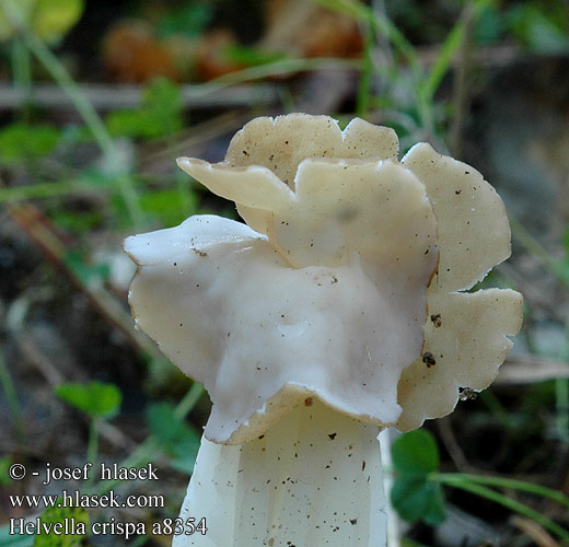 Helvella crispa Chřapáč kadeřavý Vit hattmurkla Lys høstmorkel  Лопастник курчавый гельвелла курчавая Лягушка травяная ノボリリュウタケ ノボリリュウ White Saddle Kruset foldhat valkomörsky Helvelle Crépue Witte kluifzwam Fodros papsapkagomba Herbstlorchel Piestrzyca kędzierzawa Chriapač kučeravý