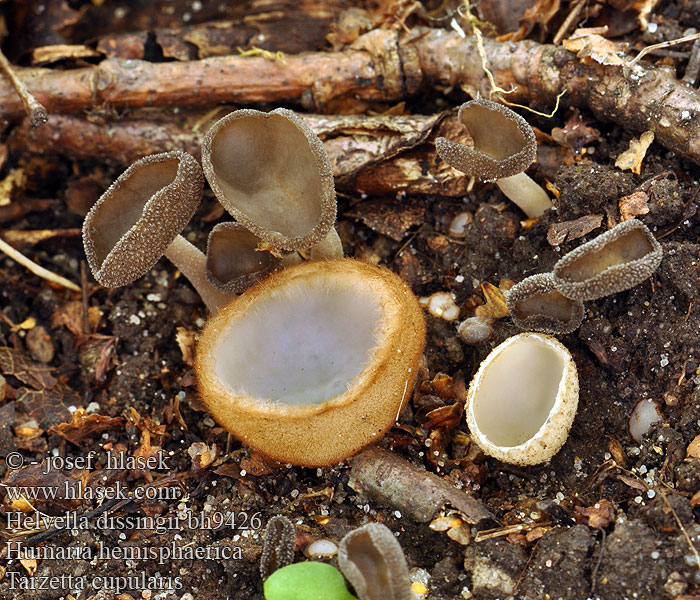 Helvella dissingii Cyathipodia villosa Helvelle Dissing Gladstelige Schotelkluifzwam Wolligfilziger Langfuessler Chřapáč chlupatý Stopečka chlupatá