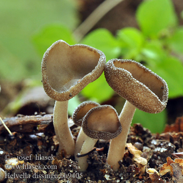 Helvella dissingii bh9405