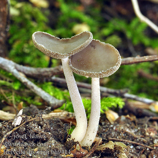 Helvella dissingii bh9414