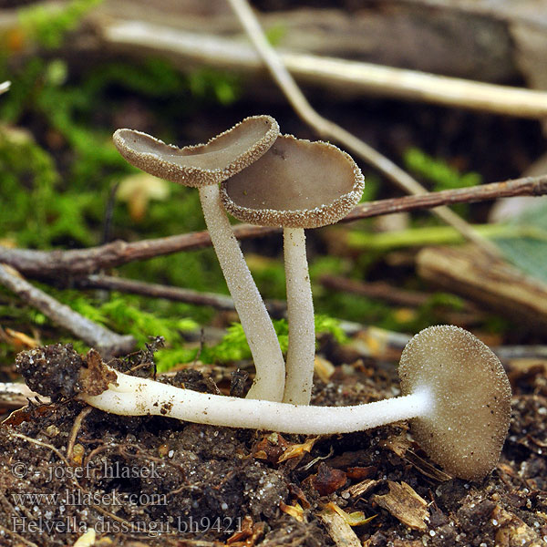 Wolligfilziger Langfuessler Chřapáč chlupatý Stopečka chlupatá Helvella dissingii Cyathipodia villosa Helvelle Dissing Gladstelige Schotelkluifzwam