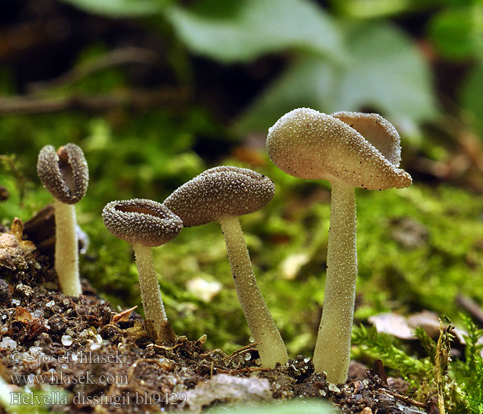 Stopečka chlupatá Helvella dissingii Cyathipodia villosa Helvelle Dissing Gladstelige Schotelkluifzwam Wolligfilziger Langfuessler Chřapáč chlupatý