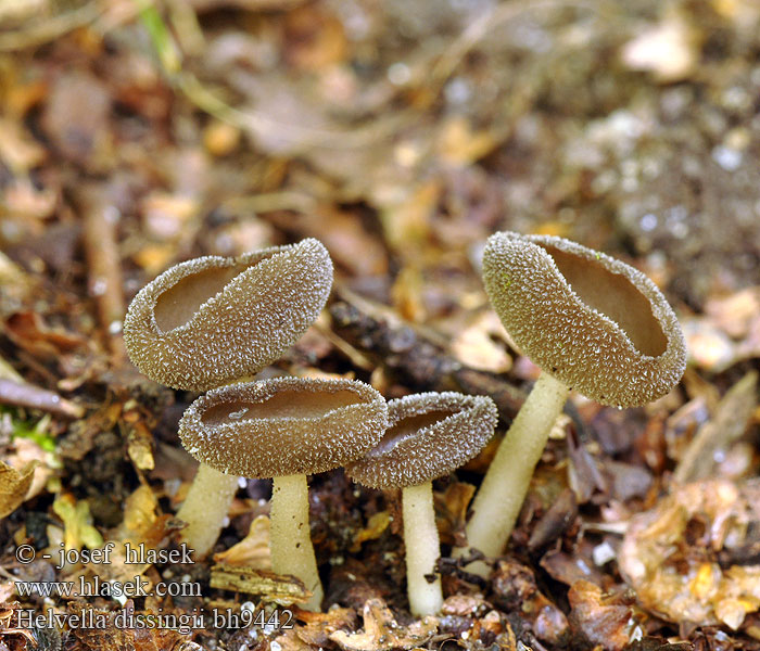 Helvella dissingii bh9442