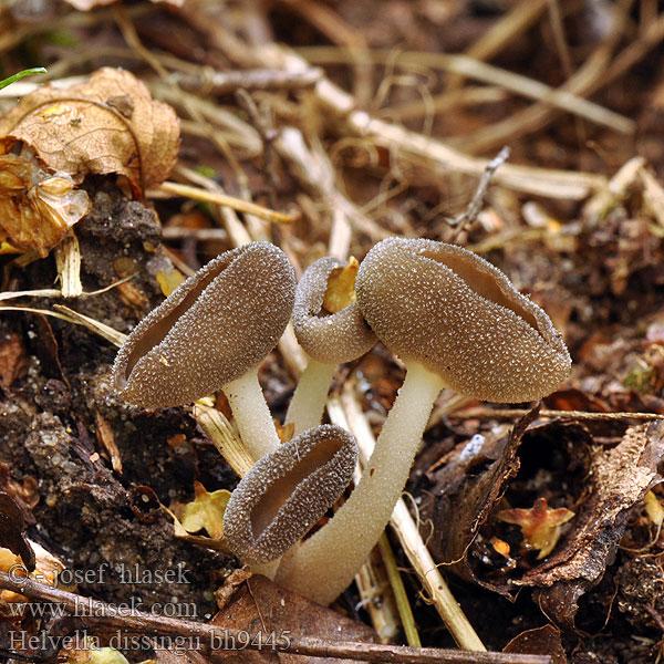 Helvella dissingii bh9445