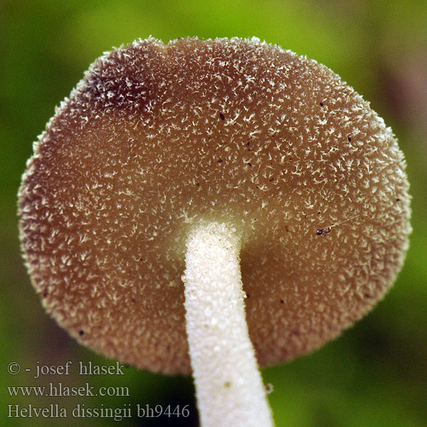 Helvella dissingii bh9446