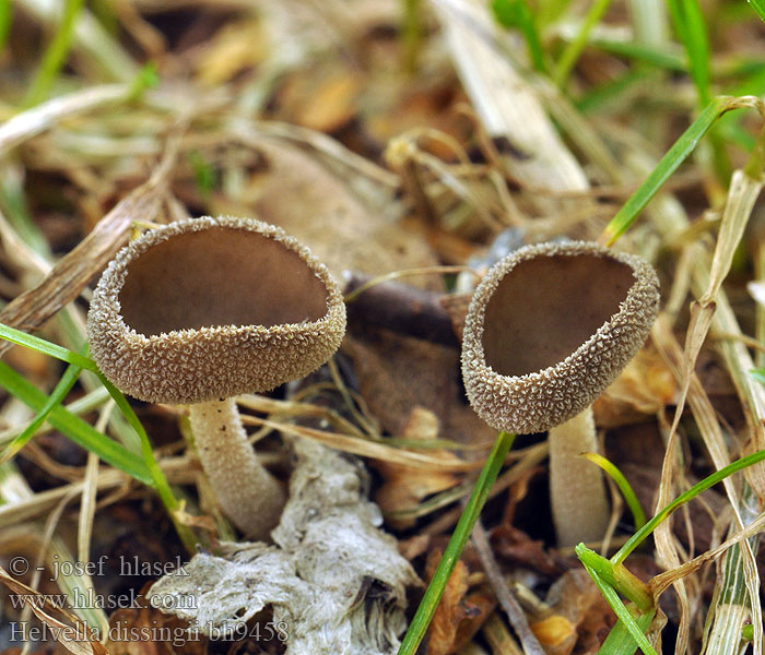 Helvella dissingii bh9458