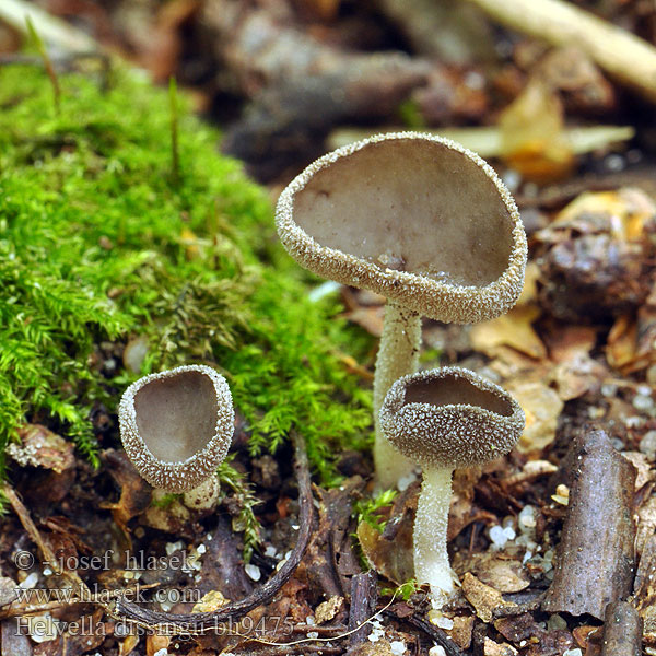 Helvella dissingii bh9475