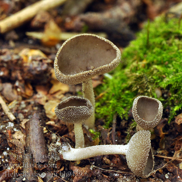 Helvella dissingii bh9479