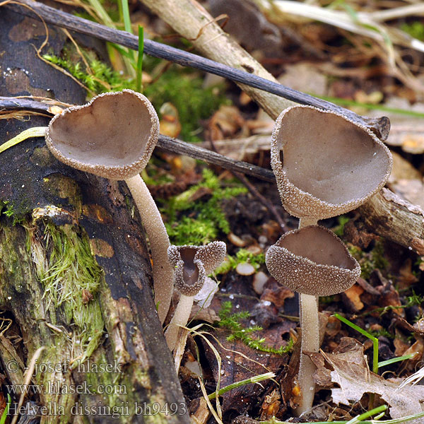 Helvella villosa Stopečka chlupatá dissingii Cyathipodia Wolligfilziger Langfuessler Helvelle Dissing Gladstelige Schotelkluifzwam Chřapáč chlupatý