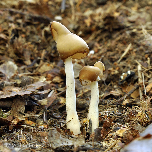 Helvella elastica Elastic Saddle Chřapáč pružný Glattstiellorchel