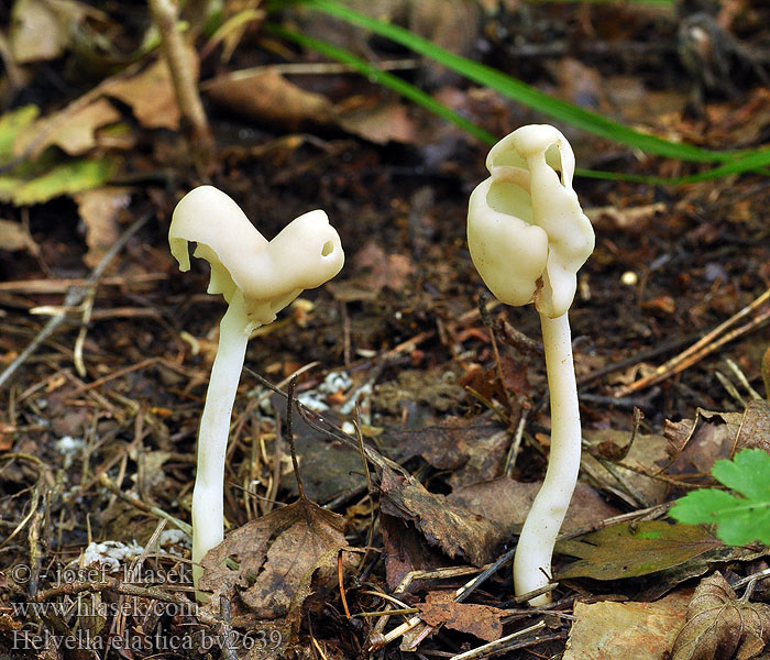 Helvella elastica 马鞍菌拉丁学名 Elastik-Foldhat Silojalkamörsky