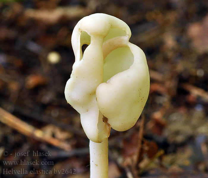 Helvella elastica Smal hattmurkla Helvelle élastique