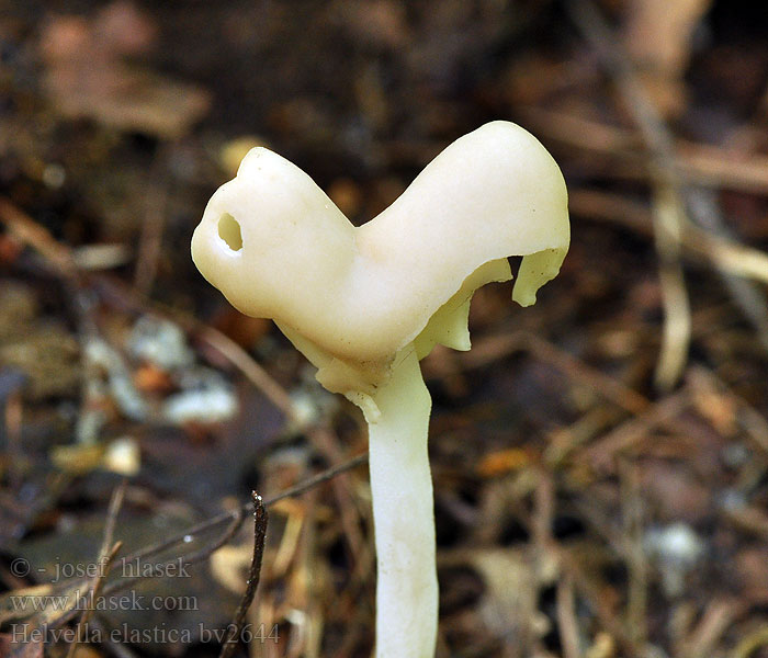 Helvella elastica Holsteelkluifzwam アシボソノボリリュウタケ