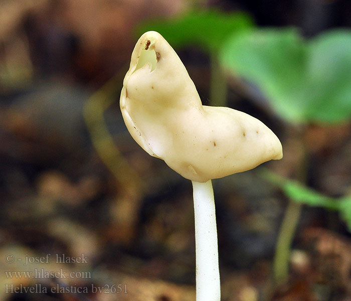 Helvella elastica Siodłówka giętka Лопастник упругий