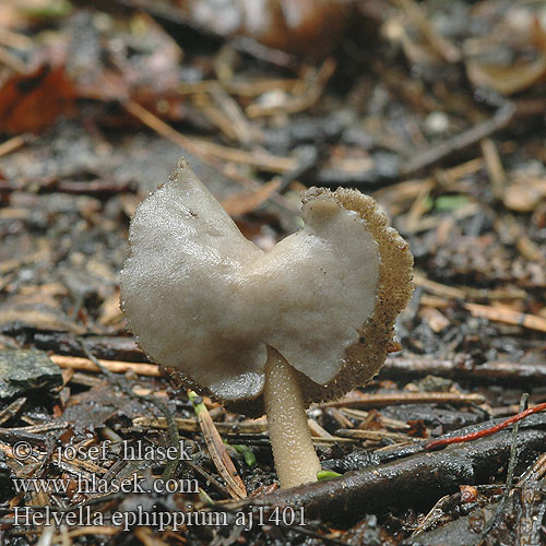 Helvella ephippium Chřapáč sedlový Sattelförmige Lorchel Sattel-Lorchel Sattellorchel Harmaasatulamörsky Sadelmurkla Leptopodia ephippium Siodłówka siodlasta Zadelkluifzwam Saddel-foldhat クラガタノボリリュウ Fodros papsapkagomba Bársonyos pereszke Sedlasti loputar