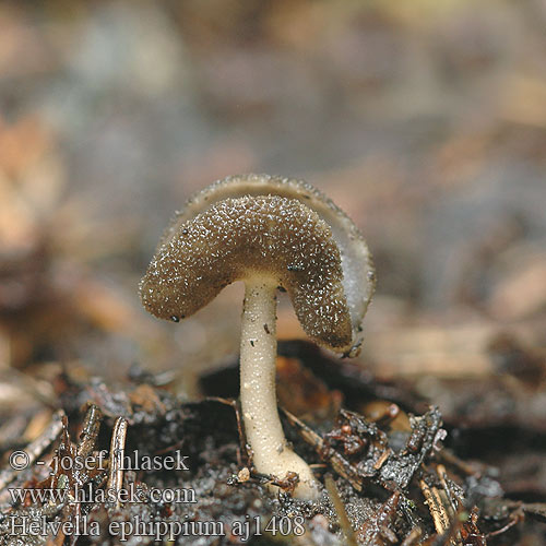 Helvella ephippium Sadelmurkla Leptopodia ephippium Siodłówka siodlasta Zadelkluifzwam Saddel-foldhat クラガタノボリリュウ Fodros papsapkagomba Bársonyos pereszke Sedlasti loputar Chřapáč sedlový Sattelförmige Lorchel Sattel-Lorchel Sattellorchel Harmaasatulamörsky