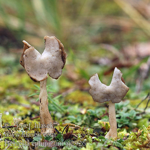 Helvella ephippium Siodłówka siodlasta Zadelkluifzwam Saddel-foldhat クラガタノボリリュウ Fodros papsapkagomba Bársonyos pereszke Sedlasti loputar Chřapáč sedlový Sattelförmige Lorchel Sattel-Lorchel Sattellorchel Harmaasatulamörsky Sadelmurkla Leptopodia ephippium