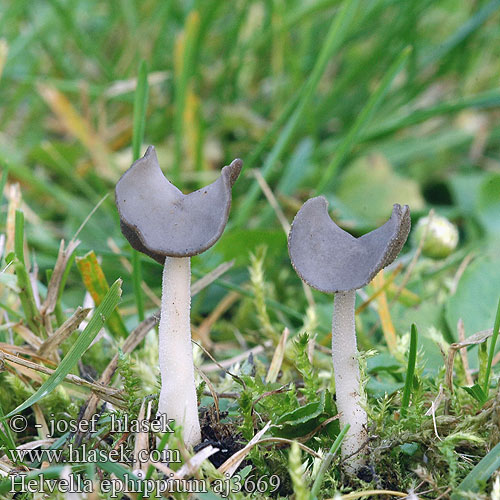 Helvella ephippium クラガタノボリリュウ Fodros papsapkagomba Bársonyos pereszke Sedlasti loputar Chřapáč sedlový Sattelförmige Lorchel Sattel-Lorchel Sattellorchel Harmaasatulamörsky Sadelmurkla Leptopodia ephippium Siodłówka siodlasta Zadelkluifzwam Saddel-foldhat