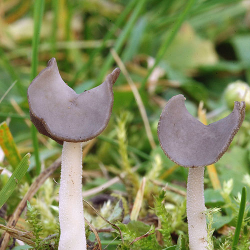 Helvella ephippium Sedlasti loputar Chřapáč sedlový Sattelförmige Lorchel Sattel-Lorchel Sattellorchel Harmaasatulamörsky Sadelmurkla Leptopodia ephippium Siodłówka siodlasta Zadelkluifzwam Saddel-foldhat クラガタノボリリュウ Fodros papsapkagomba Bársonyos pereszke