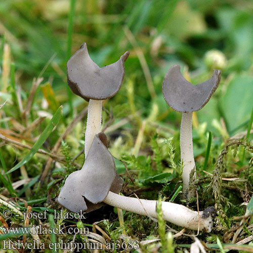 Helvella ephippium Sattelförmige Lorchel Sattel-Lorchel Sattellorchel Harmaasatulamörsky Sadelmurkla Leptopodia ephippium Siodłówka siodlasta Zadelkluifzwam Saddel-foldhat クラガタノボリリュウ Fodros papsapkagomba Bársonyos pereszke Sedlasti loputar Chřapáč sedlový