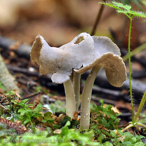 Sattel-Lorchel Sattellorchel Harmaasatulamörsky Sadelmurkla Leptopodia ephippium Siodłówka siodlasta Zadelkluifzwam Saddel-foldhat クラガタノボリリュウ Fodros papsapkagomba Bársonyos pereszke Sedlasti loputar Chřapáč sedlový Helvella ephippium Sattelförmige Lorchel