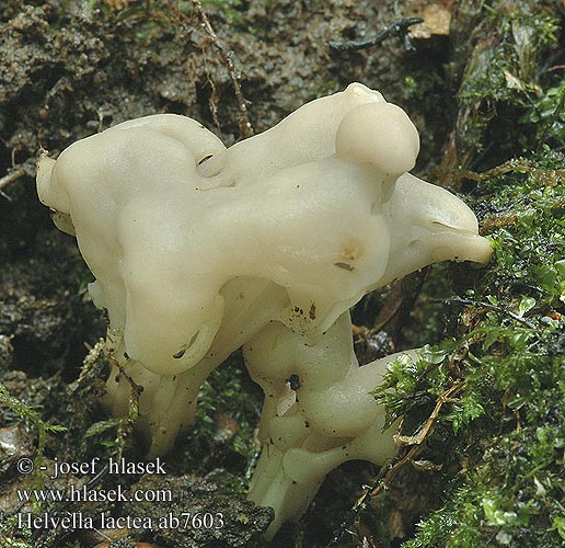 Helvella lactea ab7603