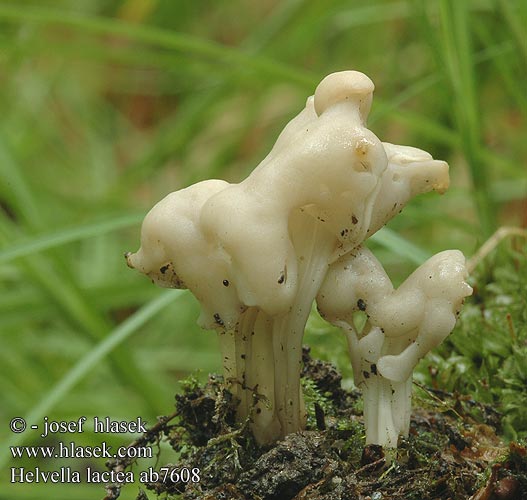 Helvella lactea Chřapáč mléčný White elfin saddle