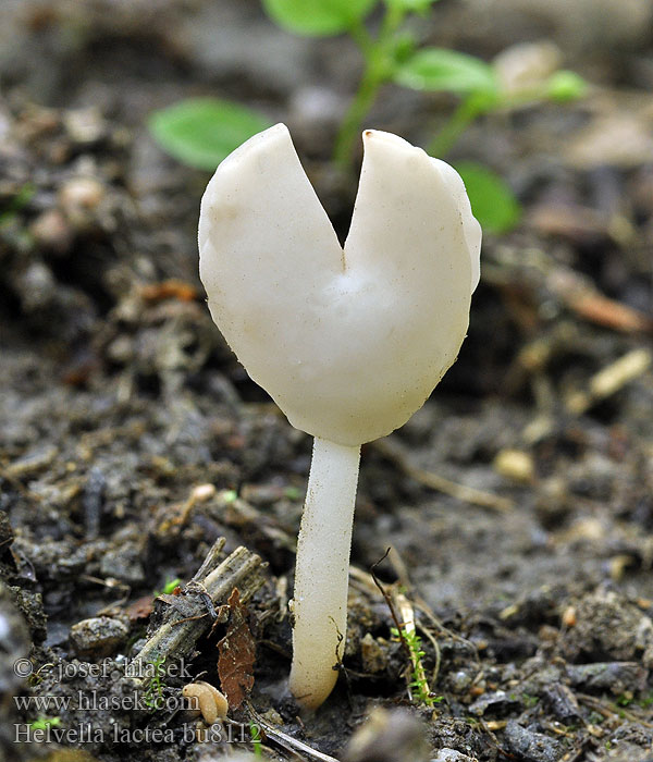 Helvella lactea Mælkehvid foldhat Milchweiße Lorchel