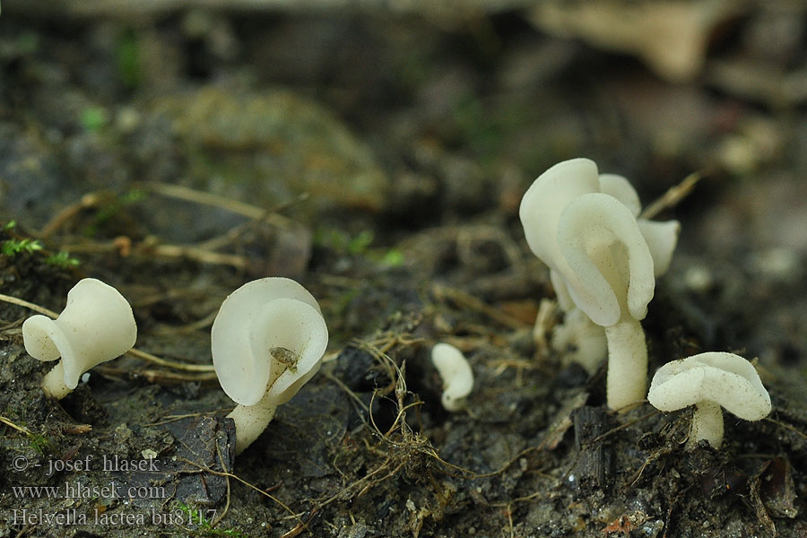 Chřapáč mléčný Helvella lactea