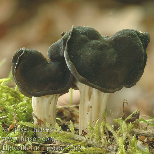 Helvella lacunosa Chřapáč jamkatý rýhovaný Piestrzyca zatokowata