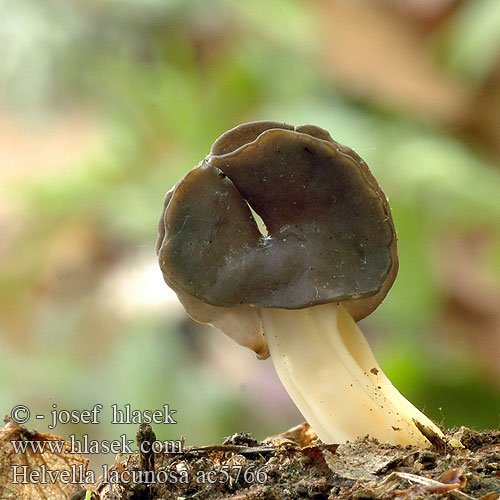 Helvella lacunosa Helvelle lacuneuse Grubet foldhat Elfin Saddle