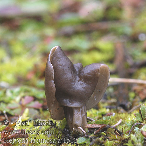 Helvella lacunosa クロノボリリュウタケ Szürke papsapkagomba Mørk høstmorkel