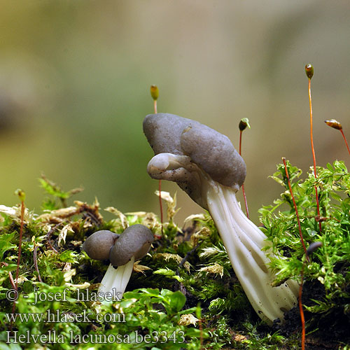 Helvella lacunosa be3343