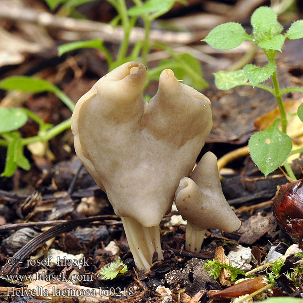 Helvella lacunosa bi0218