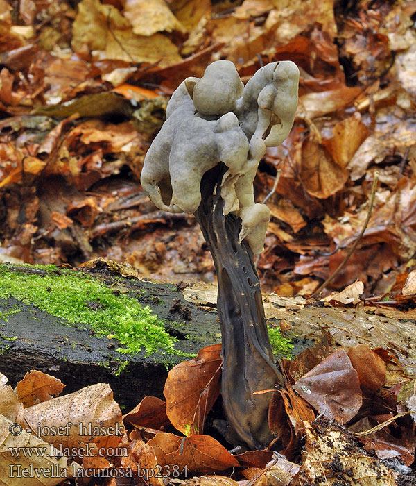 Zwarte kluifzwam Helvella lacunosa クロノボリリュウタケ