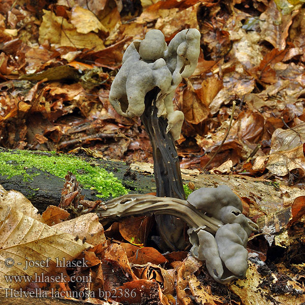 Helvella_lacunosa_bp2386