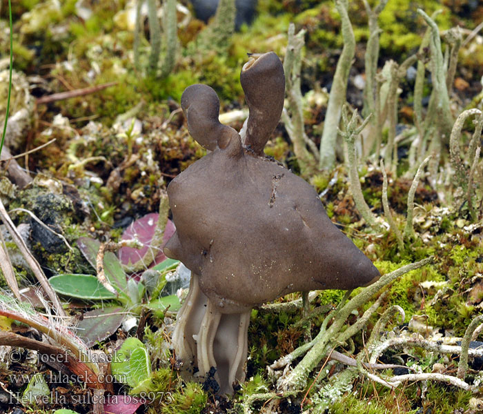 Helvella lacunosa sulcata Chřapáč jamkatý rýhovaný