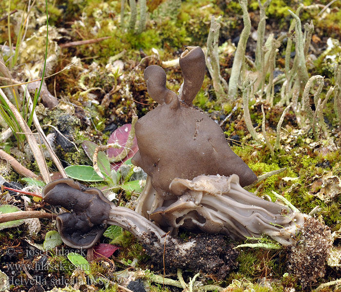 Helvella lacunosa sulcata Piestrzyca zatokowata