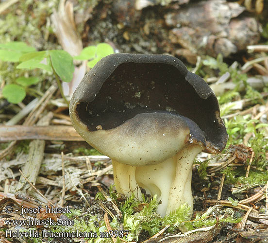 Helvella leucomelaena aa9987