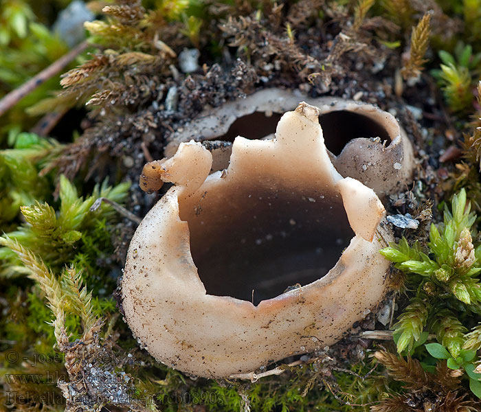 Paxina leucomelaena Acetabula Sorthvid foldhat Kulhomörsky