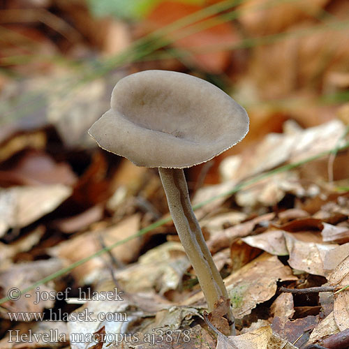 Helvella macropus Stopečka pýřitá Chřapáč stopečkatý pýřitý Długotrzonka popielata Schotelkluifzwam Helvelle long pied Visoki loputar Højstokket Foldhat Long-stalked Gray Cup ナガエノチャワンタケ Grauer Langfüßler Langfüßer Langfuss-Lorchel Lodden begermorkel Лопастник длинноножковый Гельвелла длинноножковая Chriapač brvitý Luden skålmurkla Dyster fränskivling