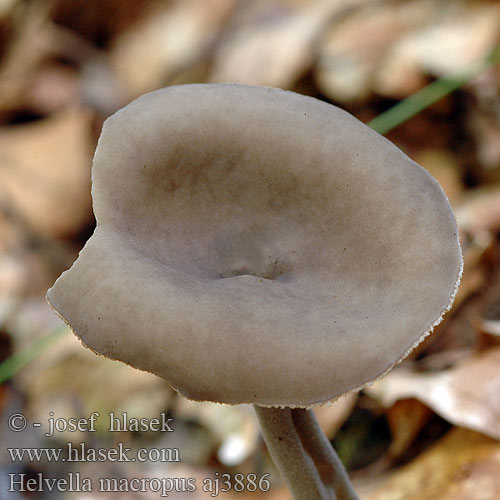 Helvella macropus Long-stalked Gray Cup ナガエノチャワンタケ Grauer Langfüßler Langfüßer Langfuss-Lorchel Lodden begermorkel Лопастник длинноножковый Гельвелла длинноножковая Chriapač brvitý Luden skålmurkla Dyster fränskivling Stopečka pýřitá Chřapáč stopečkatý pýřitý Długotrzonka popielata Schotelkluifzwam Helvelle long pied Visoki loputar Højstokket Foldhat