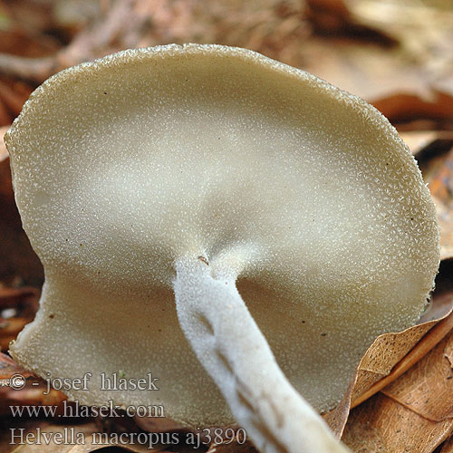 Helvella macropus aj3890