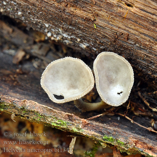 Helvella macropus bi1341