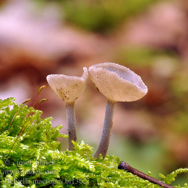 Helvella macropus bi1362