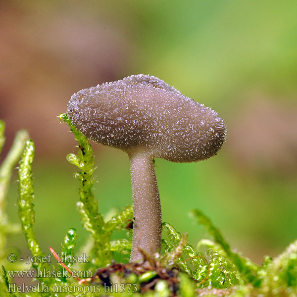 Schotelkluifzwam Helvelle long pied Visoki loputar Højstokket Foldhat Long-stalked Gray Cup ナガエノチャワンタケ Grauer Langfüßler Langfüßer Langfuss-Lorchel Lodden begermorkel Helvella macropus Лопастник длинноножковый Гельвелла длинноножковая Chriapač brvitý Luden skålmurkla Dyster fränskivling Stopečka pýřitá Chřapáč stopečkatý pýřitý Długotrzonka popielata